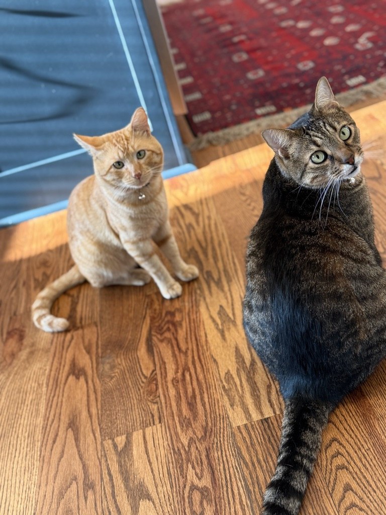 Bob and Milo, Moon Haven cats